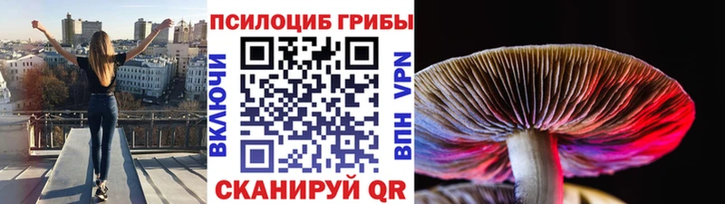 продажа наркотиков  Рубцовск  Псилоцибиновые грибы Psilocybine cubensis 